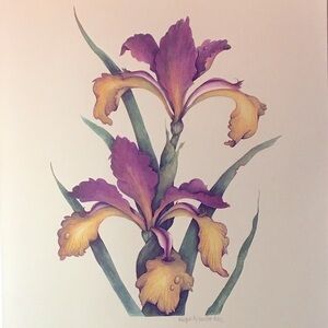 SPRING ISLAND SPIRIA IRIS Giclee print on beautiful paper